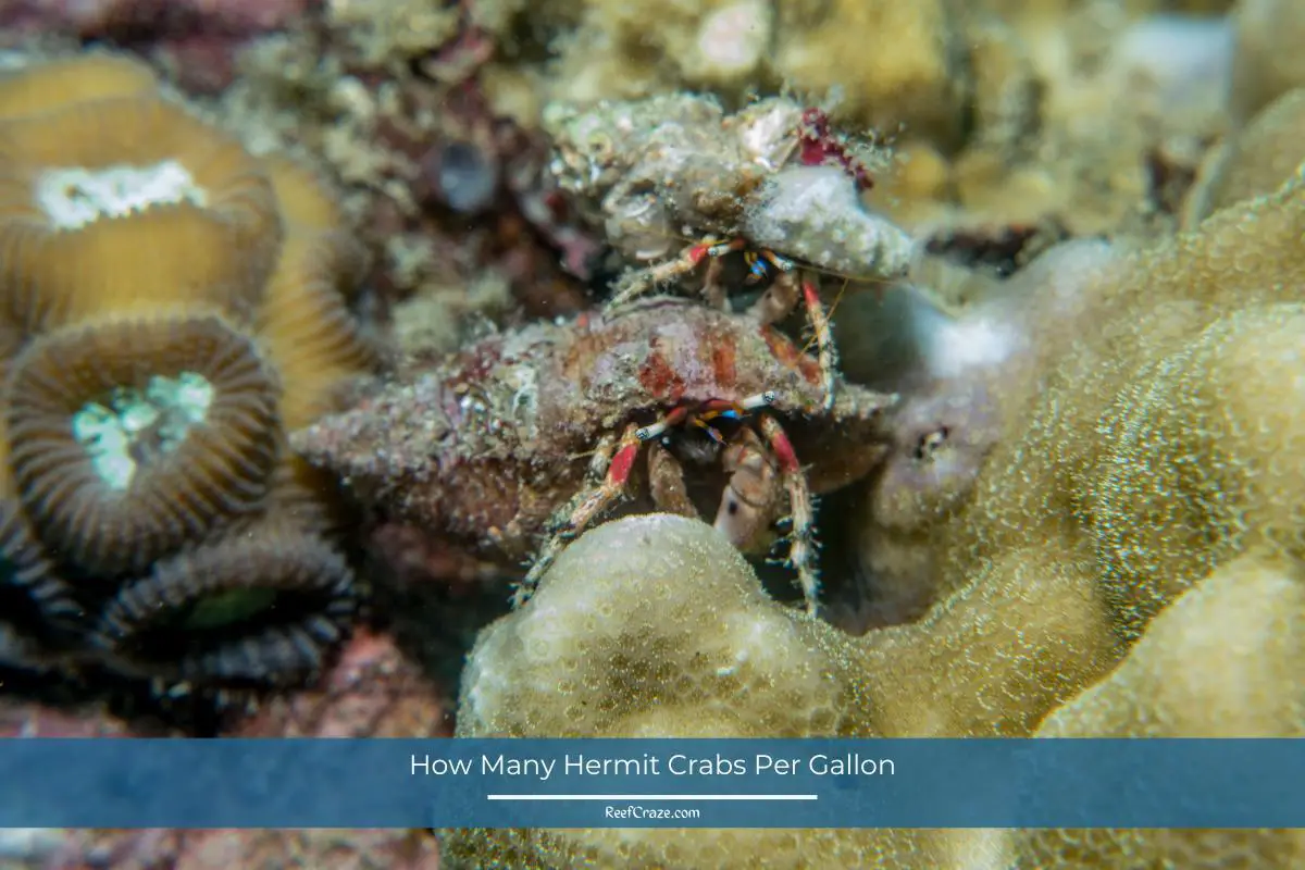 How Many Hermit Crabs Per Gallon