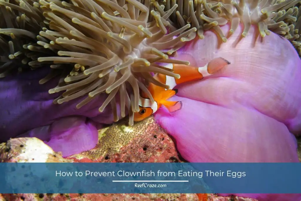 How to Prevent Clownfish from Eating Their Eggs