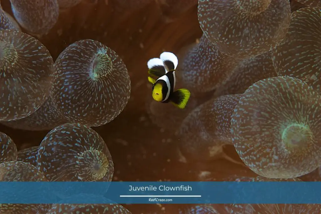 Juvenile Clownfish
