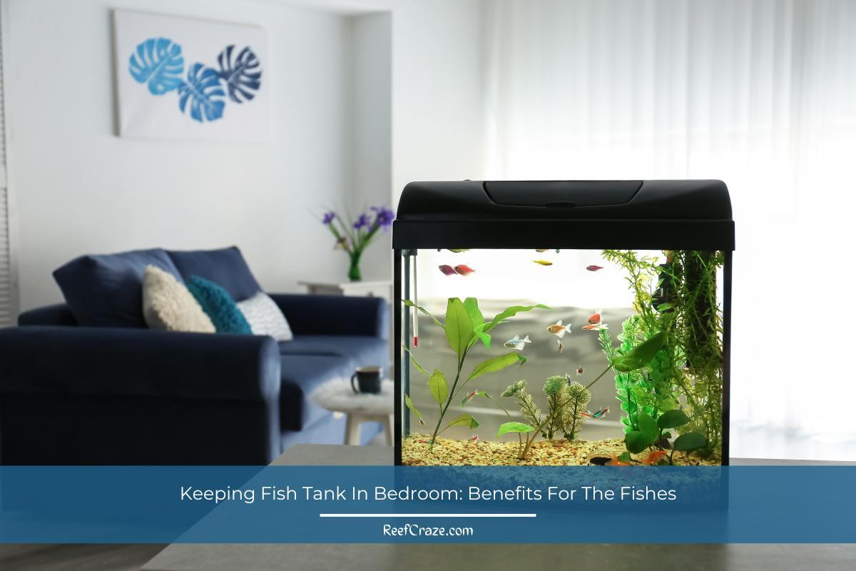 Keeping Fish Tank In Bedroom Benefits For The Fishes