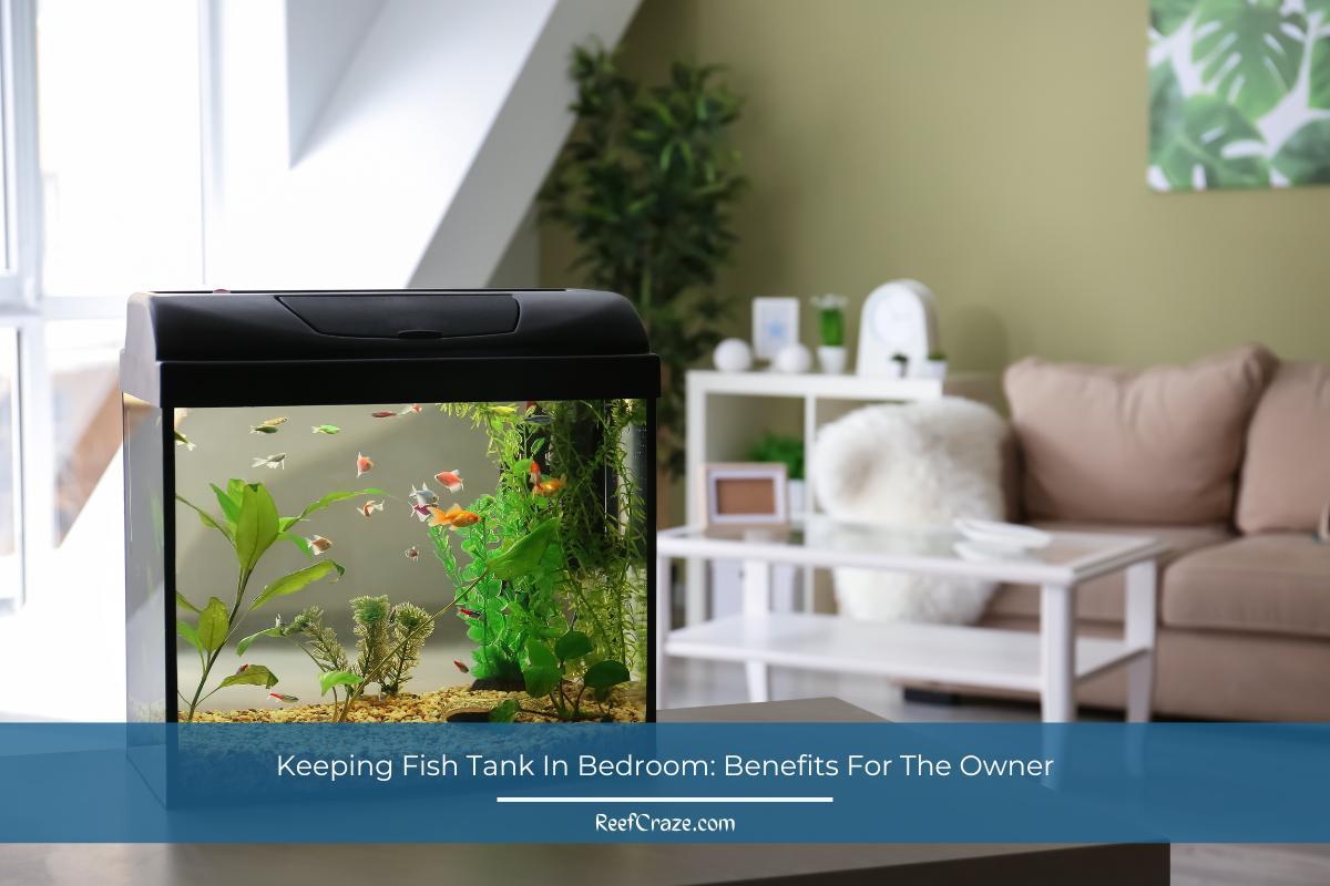 Keeping Fish Tank In Bedroom Benefits For The Owner