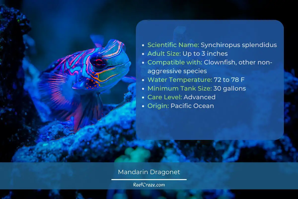 Mandarin Dragonet - Species Profile Infographic