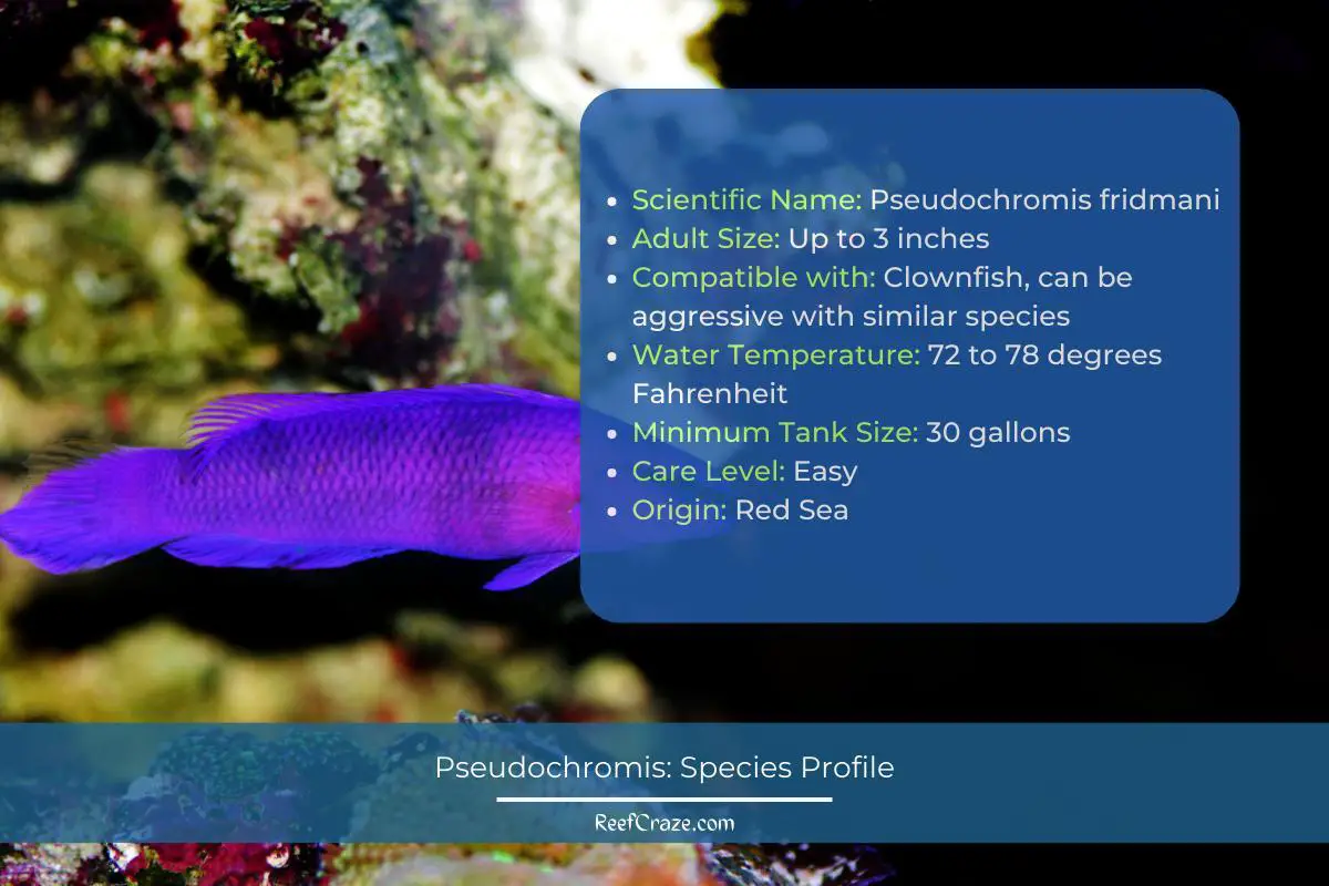 Pseudochromis Species Profile Infographic