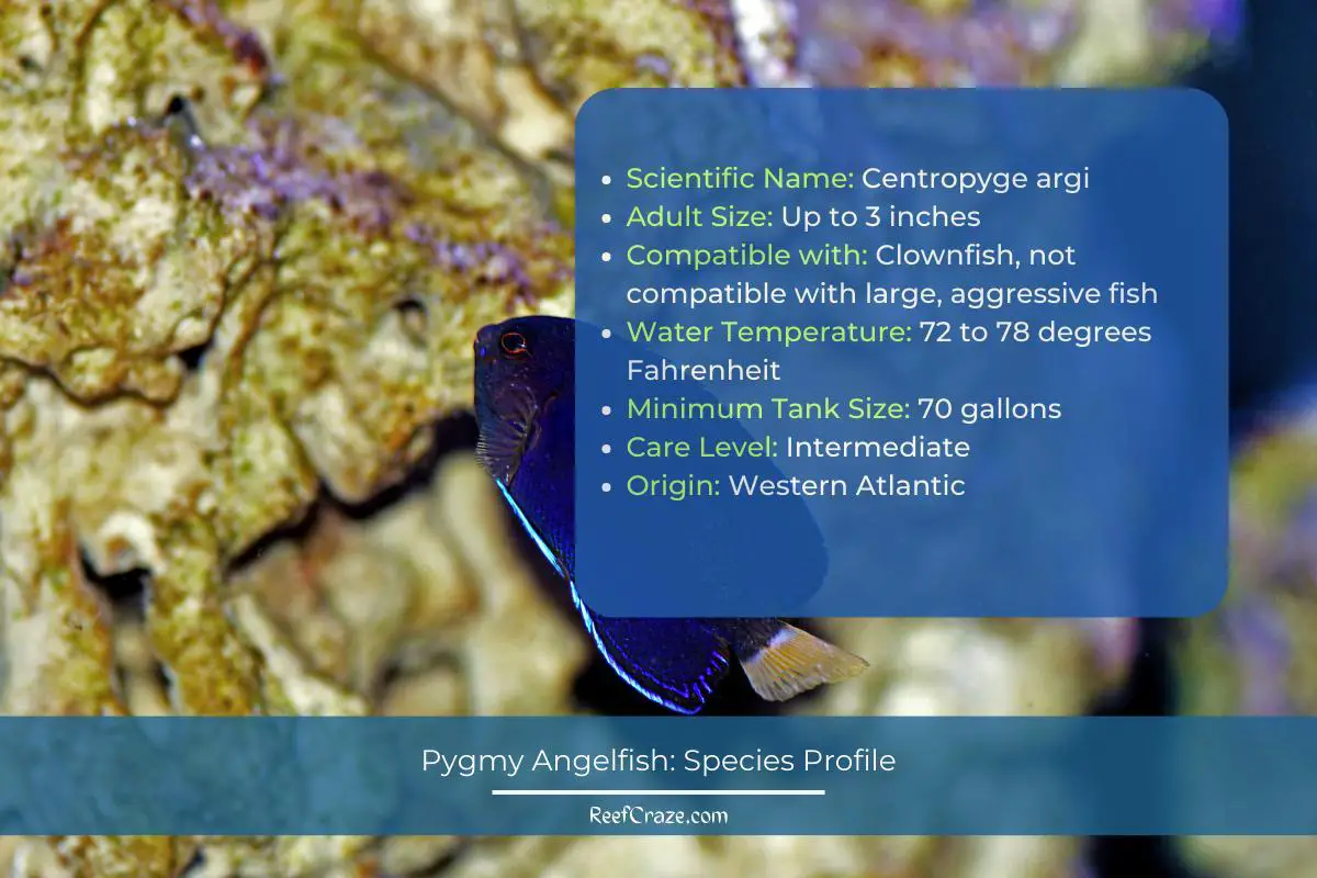 Pygmy Angelfish Species Profile Infographic