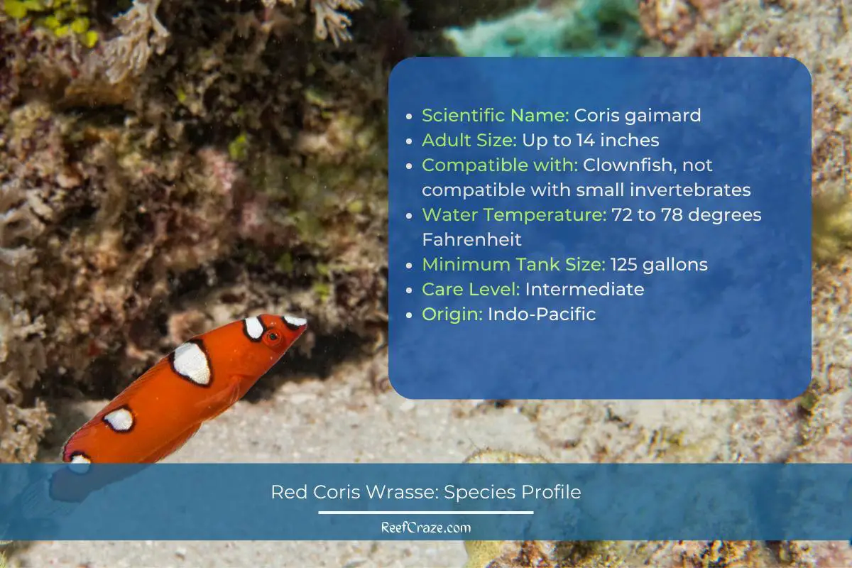 Red Coris Wrasse Species Profile Infographic
