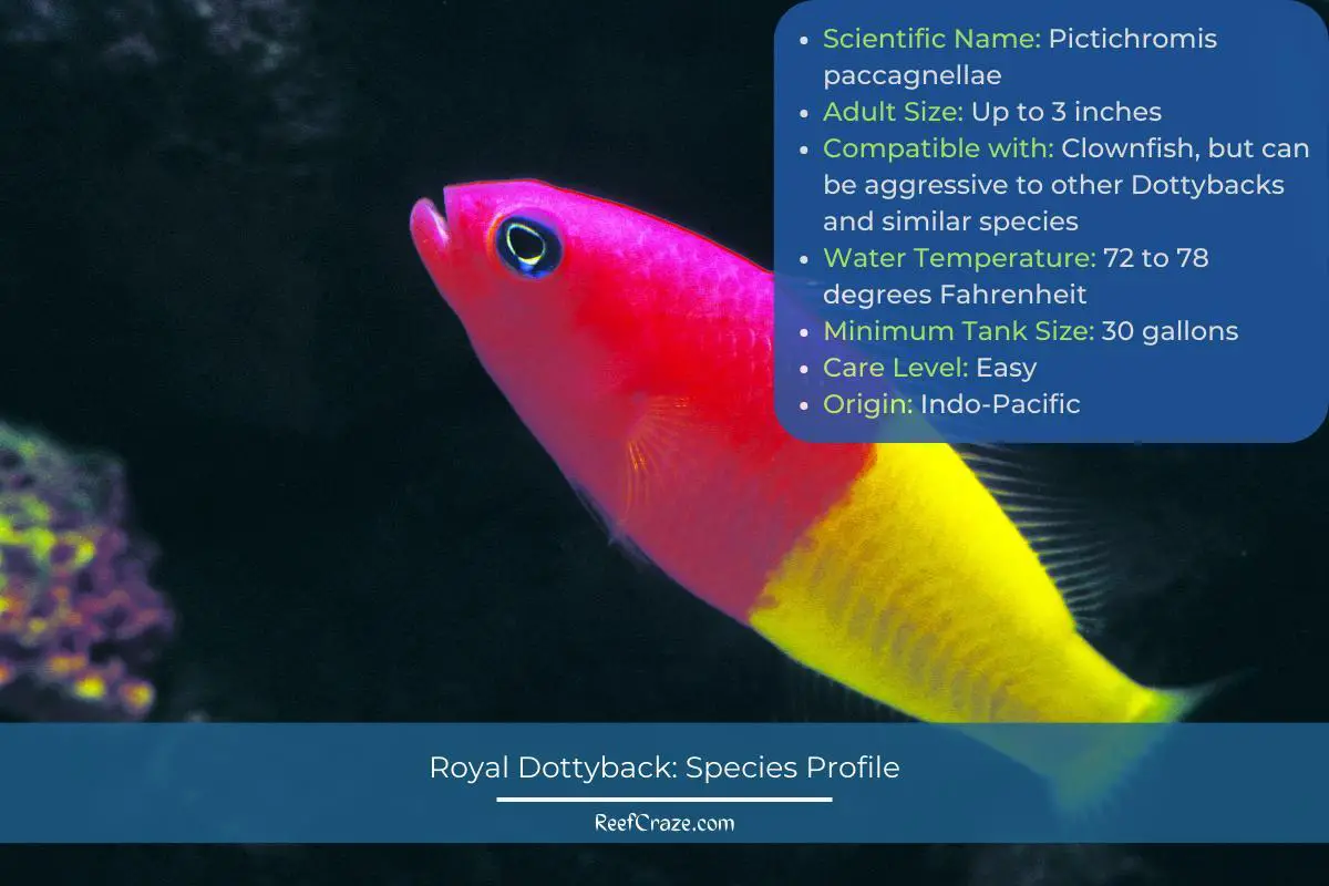 Royal Dottyback Species Profile Infographic