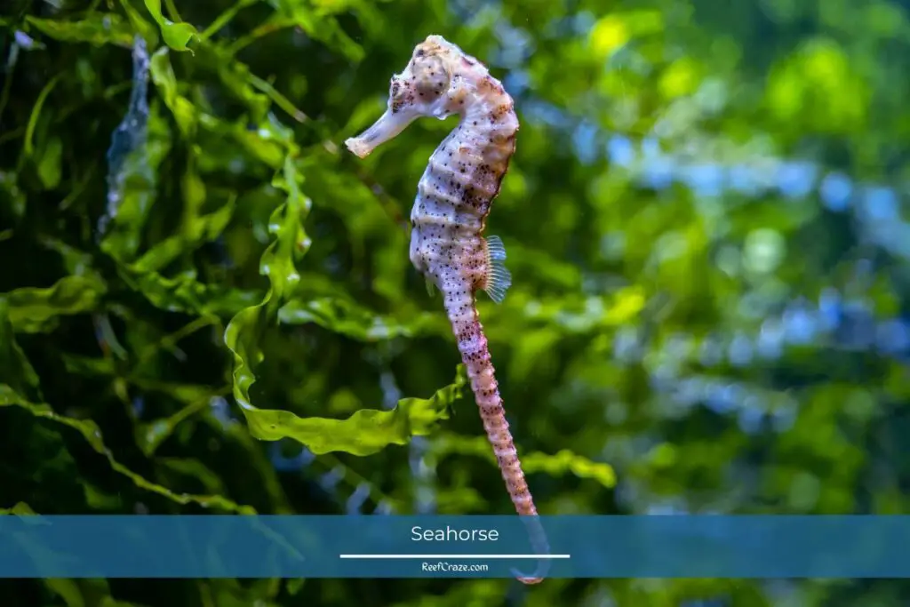 Seahorse