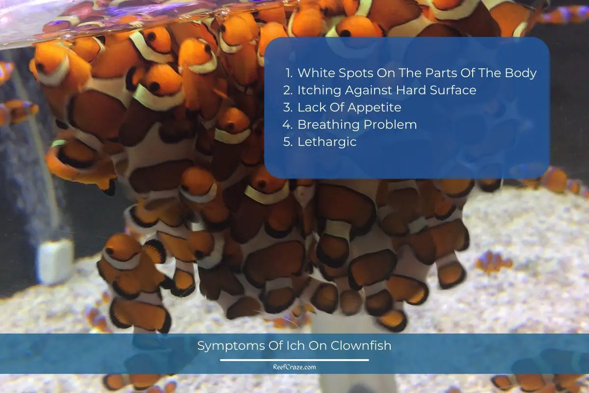 Symptoms Of Ich On Clownfish