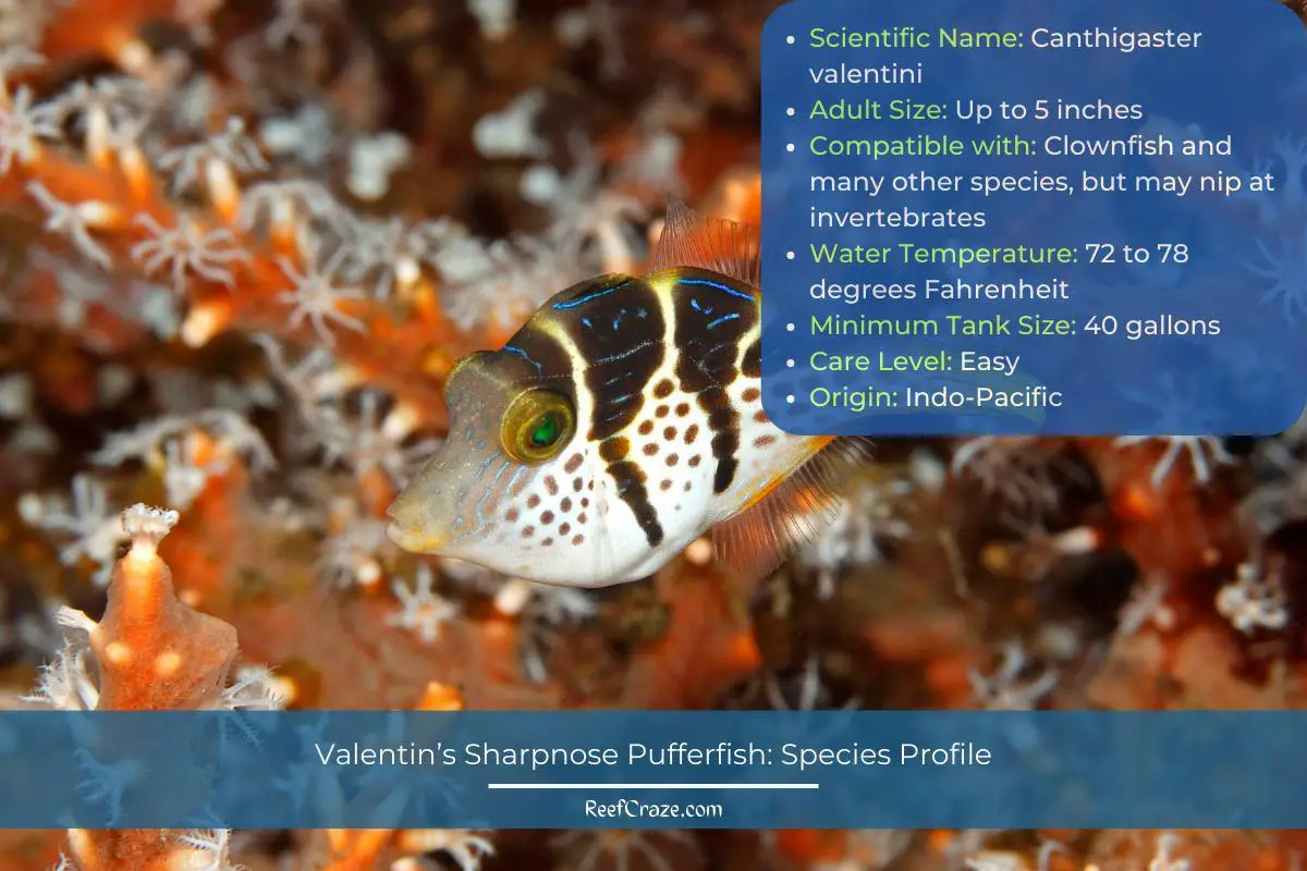 Valentin’s Sharpnose Pufferfish Species Profile Infographic