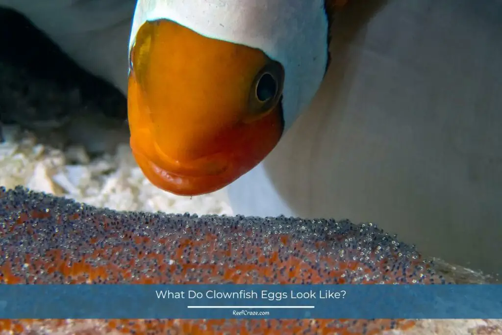 What Do Clownfish Eggs Look Like