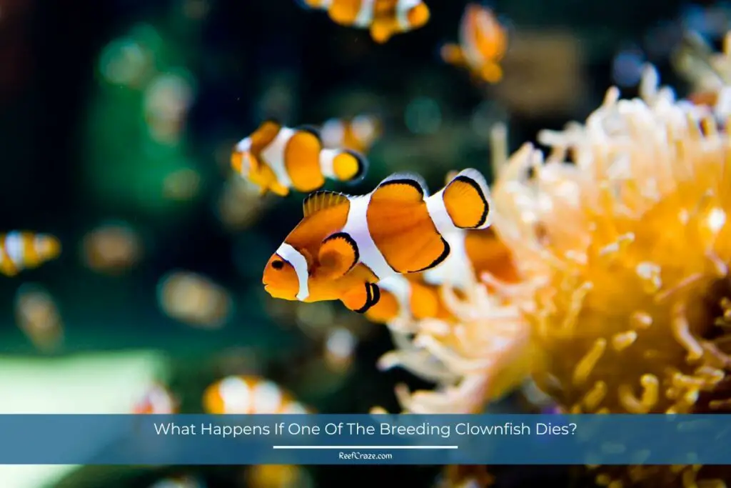 What Happens If One Of The Breeding Clownfish Dies