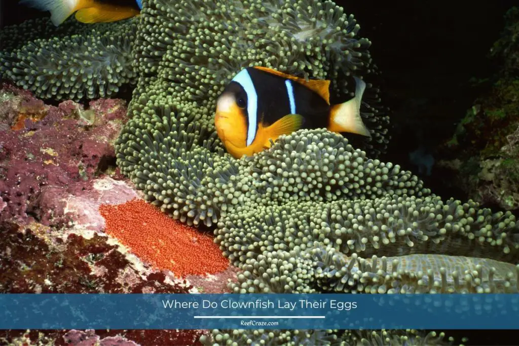Where Do Clownfish Lay Their Eggs