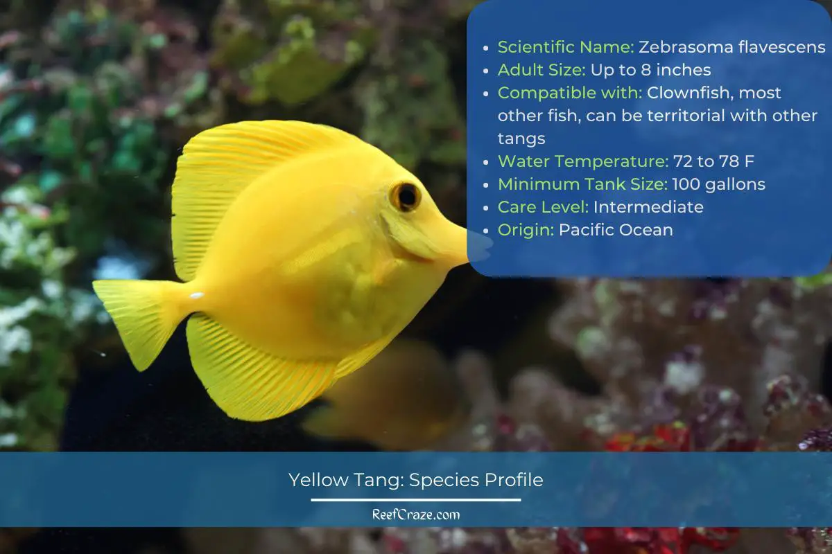 Yellow Tang Species Profile Infographic