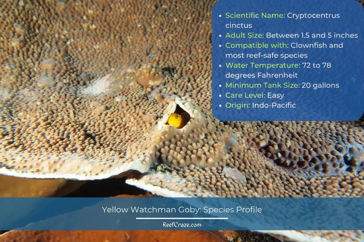 Yellow Watchman Goby Species Profile Infographic