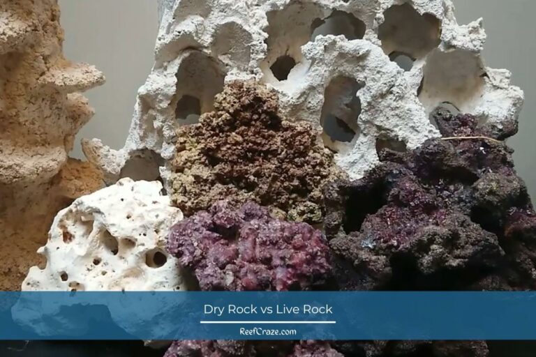 Dry Rock vs Live Rock: Which Suits Your Saltwater Aquarium?