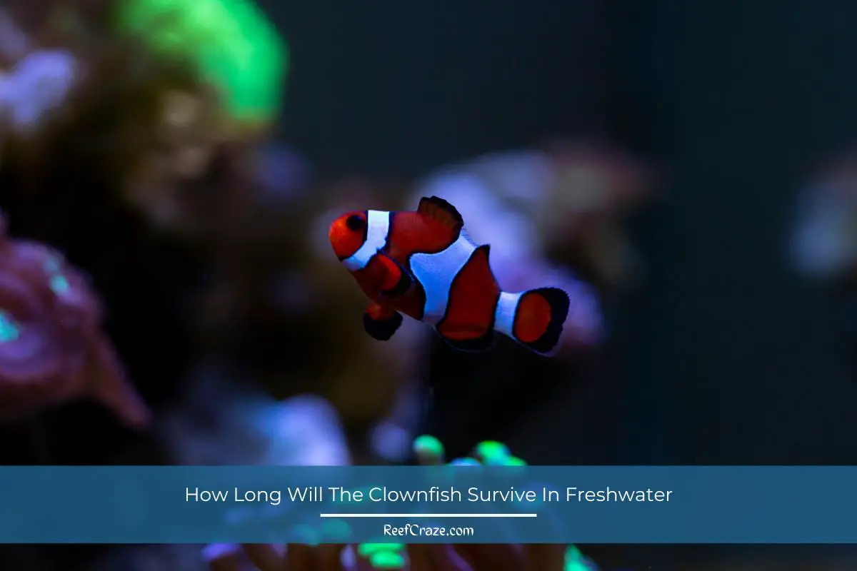 How Long Will The Clownfish Survive In Freshwater