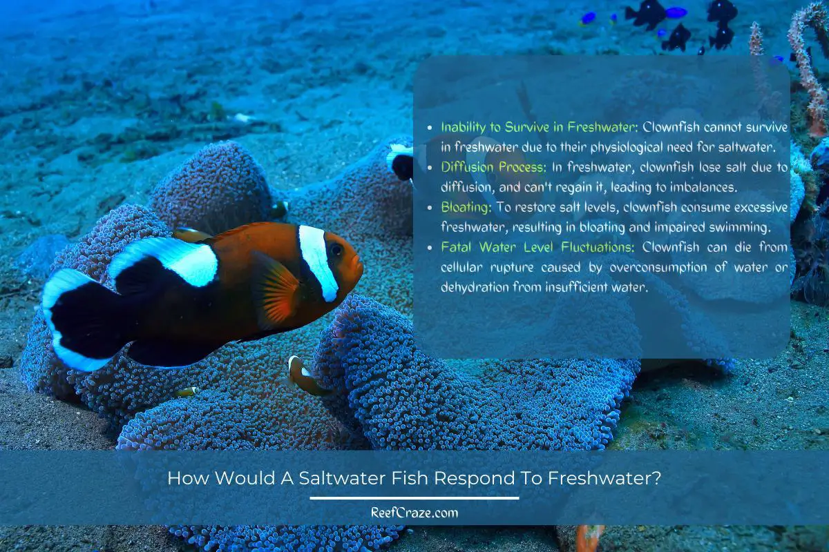How Would A Saltwater Fish Respond To Freshwater Infographic
