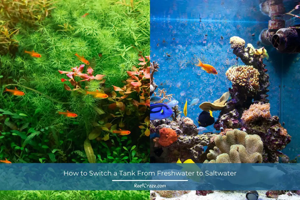 How to Switch a Tank From Freshwater to Saltwater