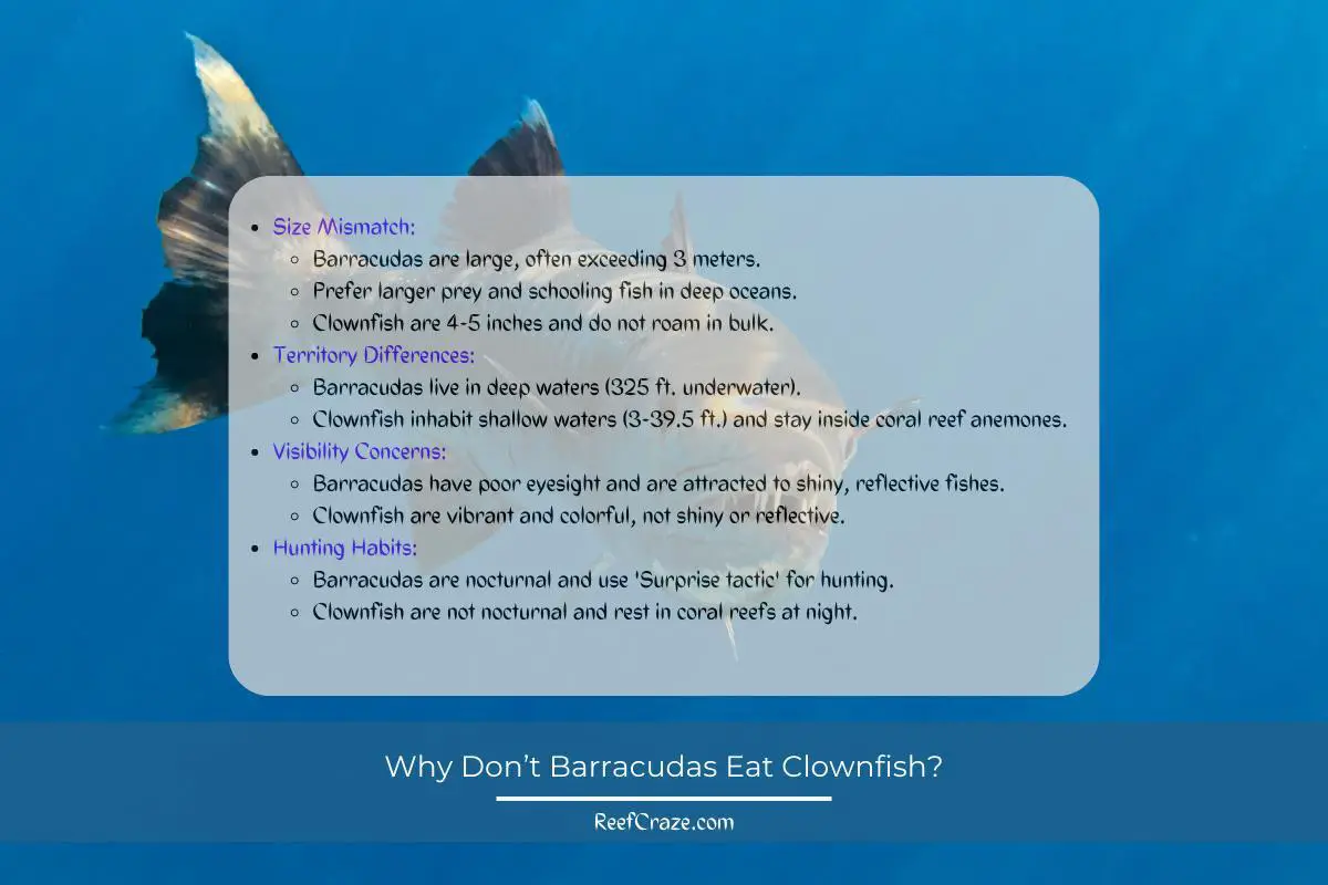 Why Don’t Barracudas Eat Clownfish - Infographic